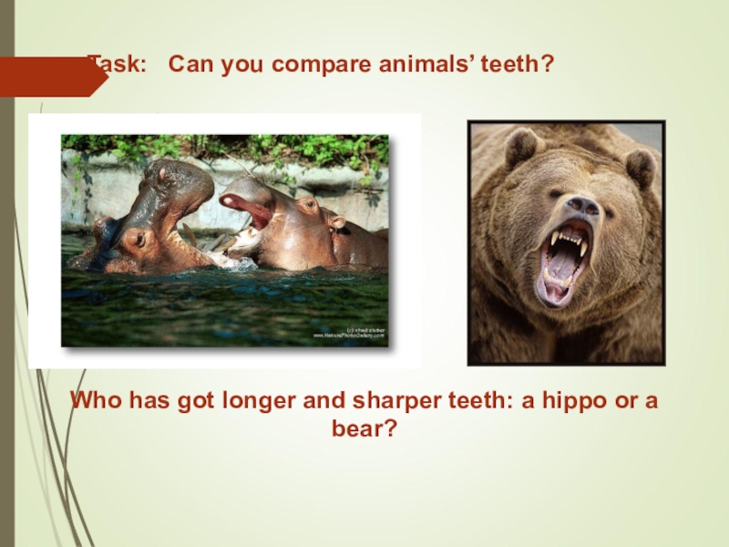 Compare animals. Compare animlas. Animals to compare. I have got a Bear.