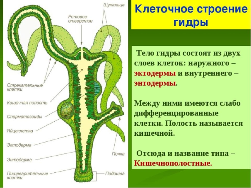 Презентация кишечнополостные егэ биология