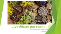 Презентация для детей старшего дошкольного возраста Лечебные растения