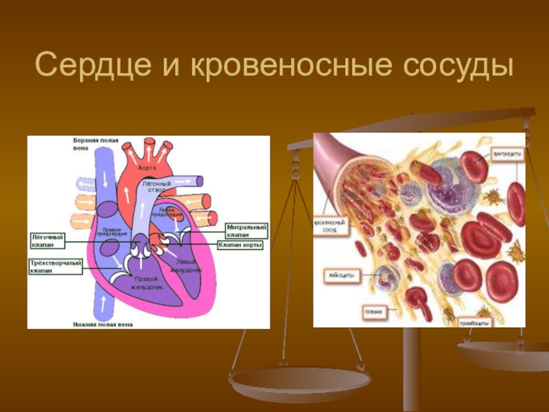 Сердце и кровеносные сосуды. Сердце икровиносные сосуду. Сердце и кровености сосуд. Сердце и кровеносные сосуды это огранв. Сердце икровеноснве сосуды это органы.