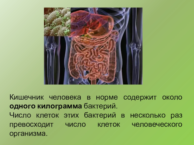 Число клеток. Интересные факты о кишечнике. Тонкий кишечник интересные факты. Интересные факты о кишечнике человека.