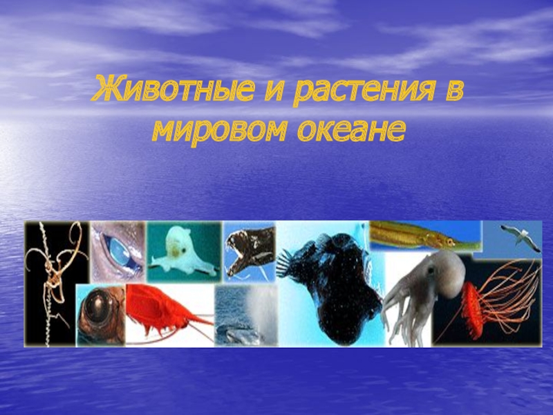 Презентация Презентация по географии на тему Растения и животные мирового океана