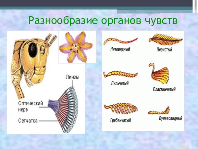 Чувства насекомых. Органы чувств насекомых строение. Класс насекомые органы чувств. Органы чувств насекомых 7 класс. Органы обоняния у насекомых.