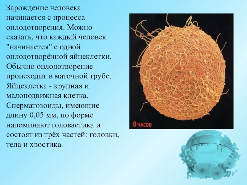 Презентация внутриутробное развитие организма развитие после рождения