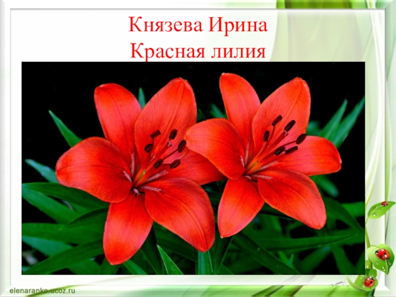 Лилия красная книга