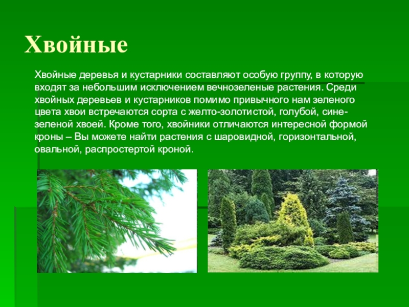 Хвойные информация. Сообщение о хвойных. Описание хвойных растений. Хвойные это информация. Вечнозеленые деревья.