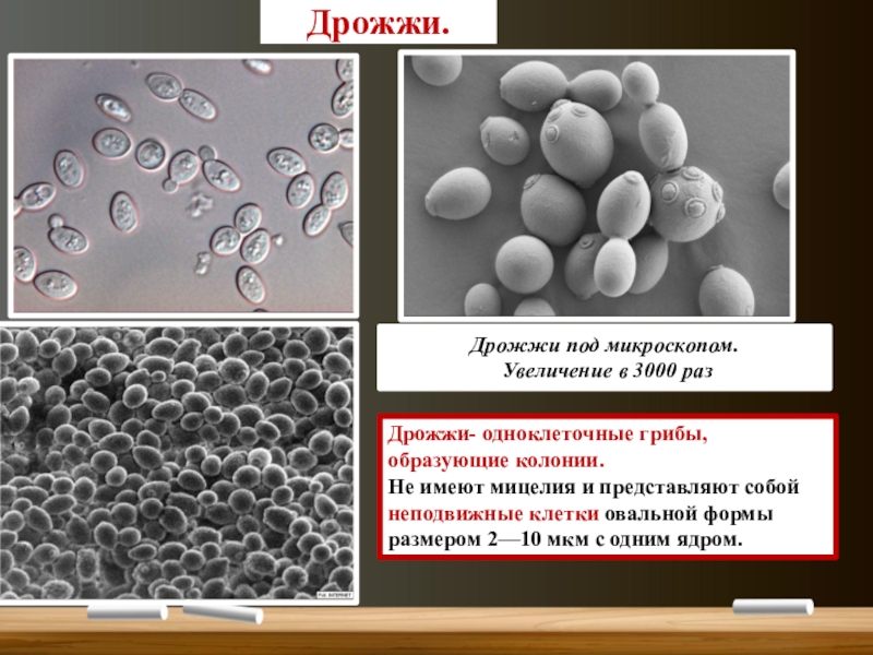 Дрожжи под микроскопом рисунок