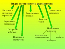 Вегетативное размножение растений