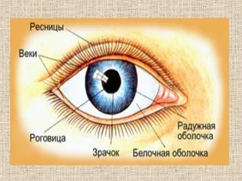 Какой буквой на рисунке обозначена оболочка глаза в которой располагаются зрительные рецепторы