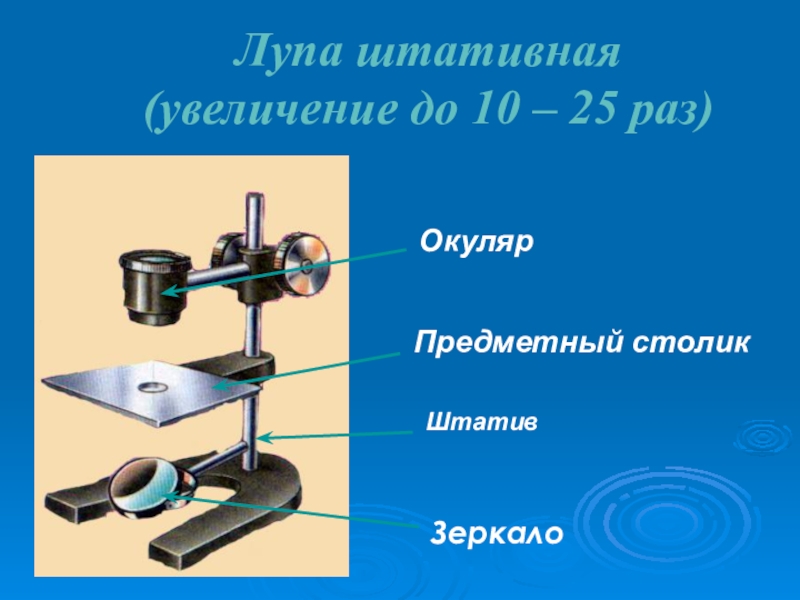 Штативная лупа рисунок. Штативная лупа биологий 5. Биология 5 класс увеличительные приборы- штативная лупа. Штативная лупа 5 класс биология. Штативная лупа биология 5 класс ВПР.