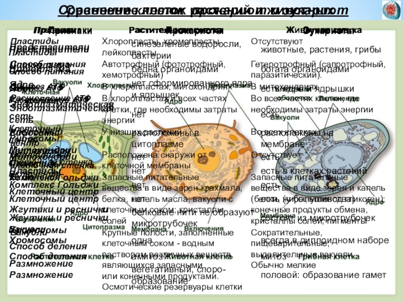 Подготовка клетки. Растительная клетка и животная клетка сходства. Сравнение клетки с городом. Сравнение клетки с государством.