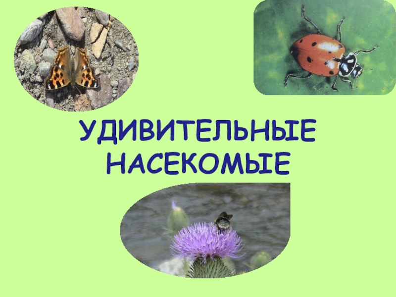 Презентация Презентация по окружающему миру на тему Удивительные насекомые