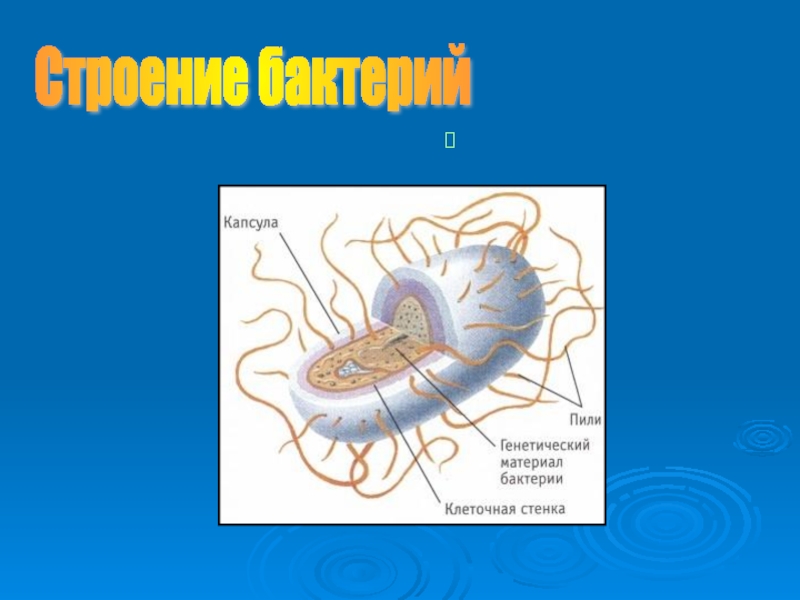 Презентация по биологии на тему бактерии