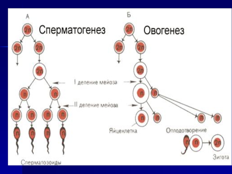Процесс стадия сперматогенеза. Размножение сперматогенез и овогенез. Фаза формирования сперматогенеза. Схема образования сперматогенеза. Этапы овогенеза гистология.