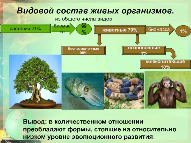 Презентация по биологии биосфера