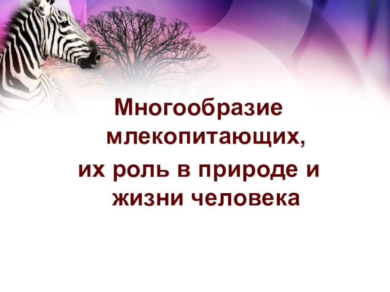 Презентация происхождение и разнообразие млекопитающих 7 класс пономарева