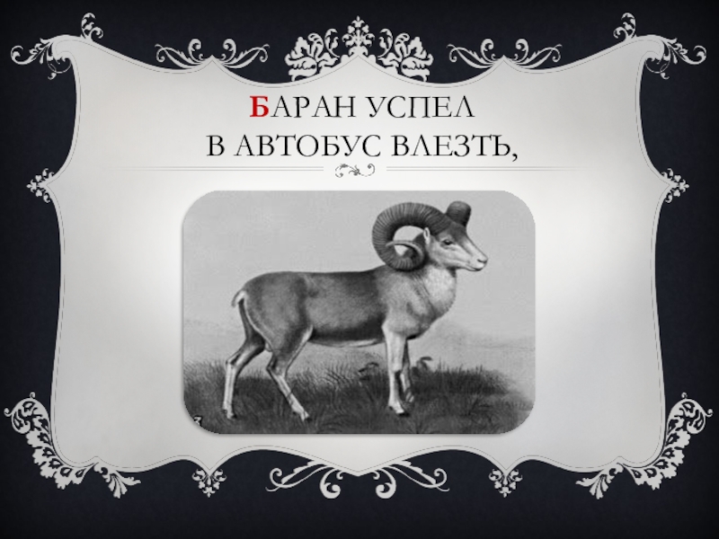 Первый баран. Автобус номер 36 баран успел в автобус влезть. Автобус номер 25 баран успел в автобус сесть.