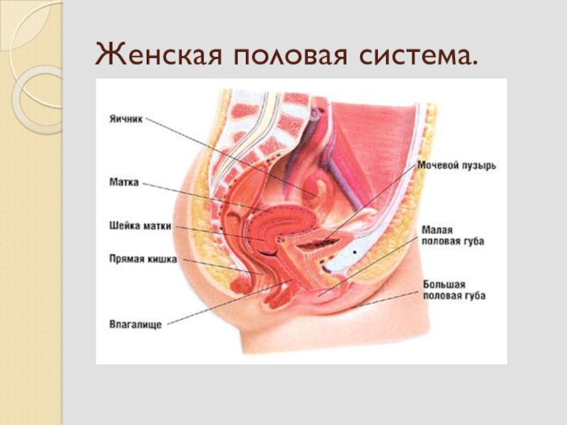 Половая система фото