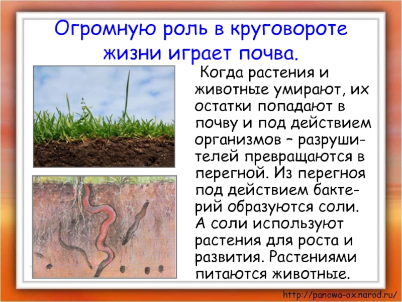Огромную роль в круговороте жизни играет почва.	Когда растения и животные умирают, их остатки попадают в почву и
