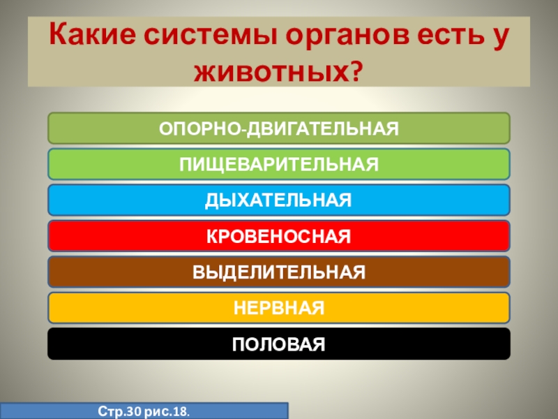 Органы и системы органов животных и человека. Системы органов животных. Какие системы органов есть у животных. Какие есть системы органов. Цвета систем органов.