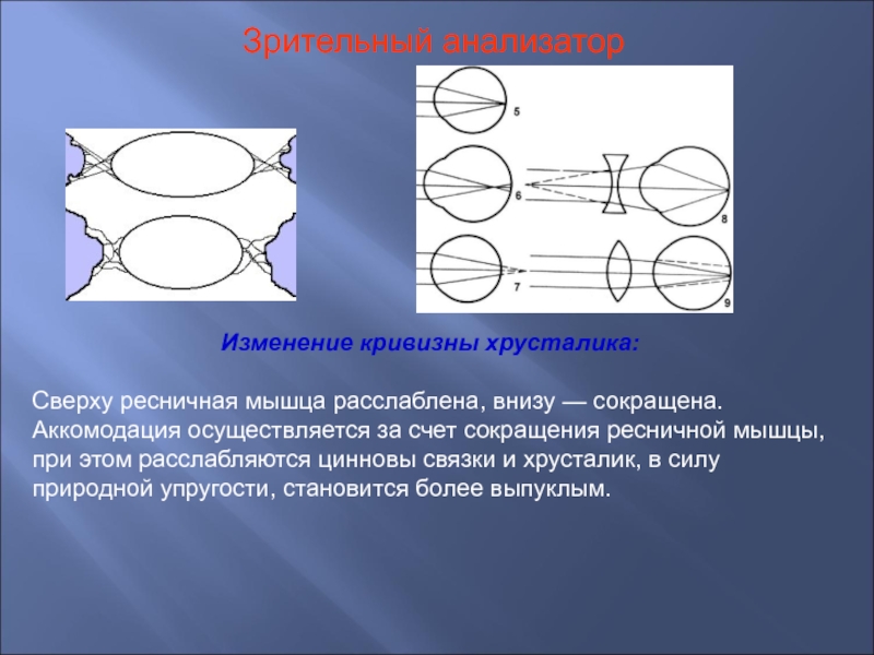 Презентация к уроку зрительный анализатор 8 класс