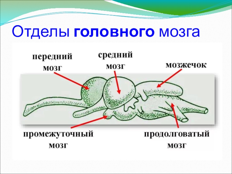 Биология 7 класс нервная система рефлекс инстинкт. Нервная система и органы чувств насекомых. Нервная система рефлекс инстинкт. Органы чувств нервная система простейшие.