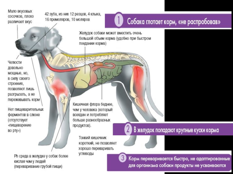 Презентация кормление собак