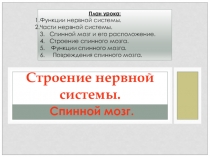 Презентация по биологии на тему Строение нервной системы