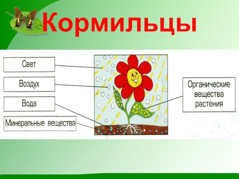 Почему кормилец. Растения кормильцы. Кормильцы в экосистеме. Производители кормильцы это. Кто такие кормильцы в экосистеме.