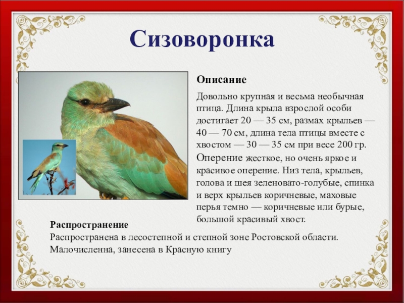 СизоворонкаОписаниеДовольно крупная и весьма необычная птица. Длина крыла взрослой особи достигает 20 — 35 см, размах крыльев