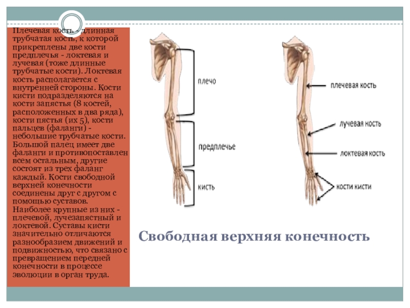 Лучевой кости предплечья