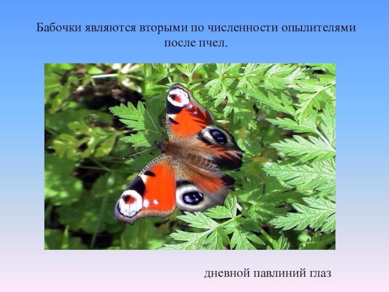 Бабочка павлиний глаз неполное превращение. Отделы тела дневной павлиний глаз. Бабочка павлиний глаз живой организм или среда жизни. Какое животное Луга является опылителем.