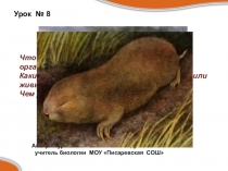 Презентация по биологии на тему Почва как среда жизни