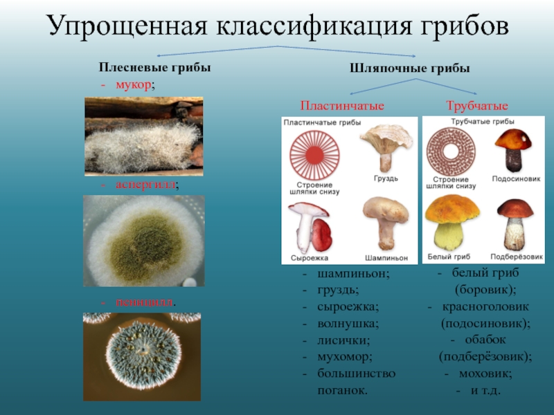 Трубчатые грибы и пластинчатые грибы примеры