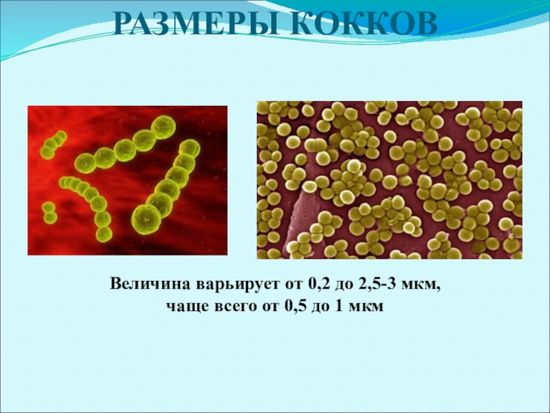 Микробиолог профессия. Микробиология презентация. Презентация по микробиологии. Микробиология темы. Микробиология темы.