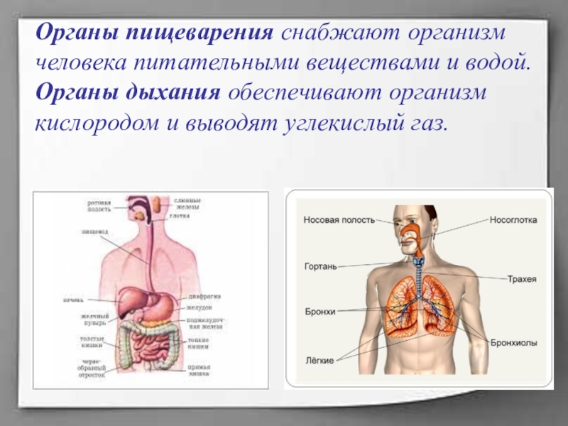 Организм человека проект