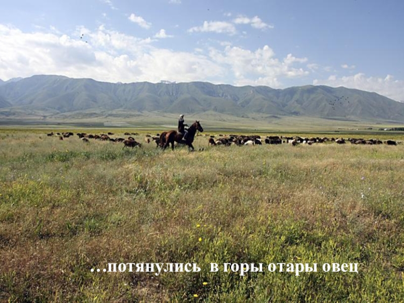 Қазақстан отар. Отар Казахстан Гвардейский. Отар Джамбульская область. Степи Казахстана отары овец. Станция Отар Джамбульская область.