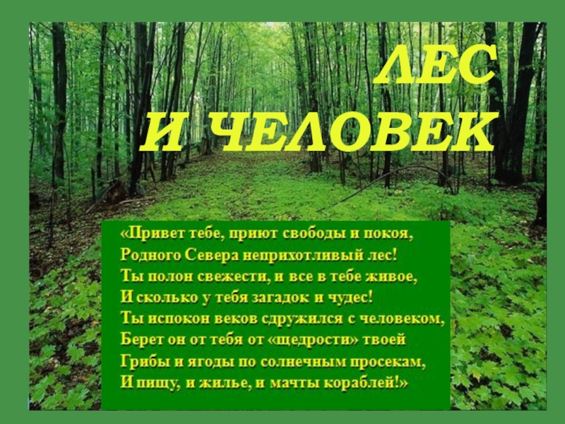 Законы идут лесом. Международный день леса презентация. Лес наше богатство. Сочинение лес наше богатство.