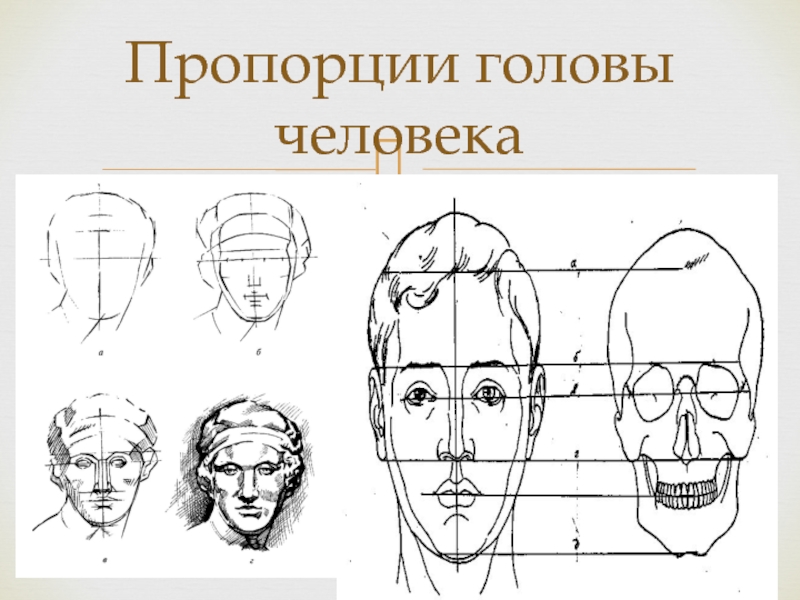 Изо пропорции выражают характер. Конструкция головы человека. Конструкция и пропорции головы человека. Конструкция головы человека изо. Пропорции головы человека для рисования.