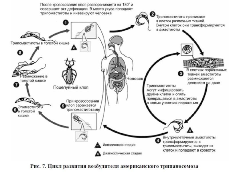 Заражение человека клещевым возможно при