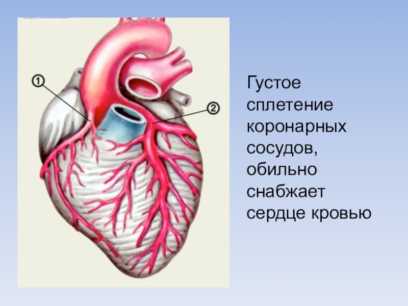 Сосуды сердца. Сосуды снабжающие сердце. Коронарная система сердца.