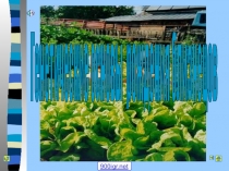 Презентация по биологии человека. Генетические основы рождения близнецов.