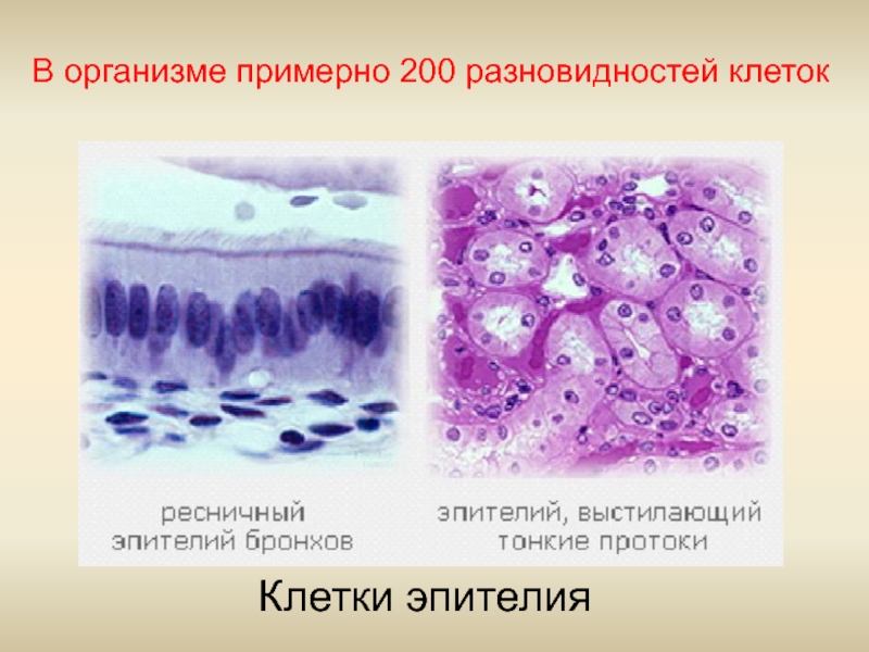В организме примерно 200 разновидностей клетокКлетки эпителия