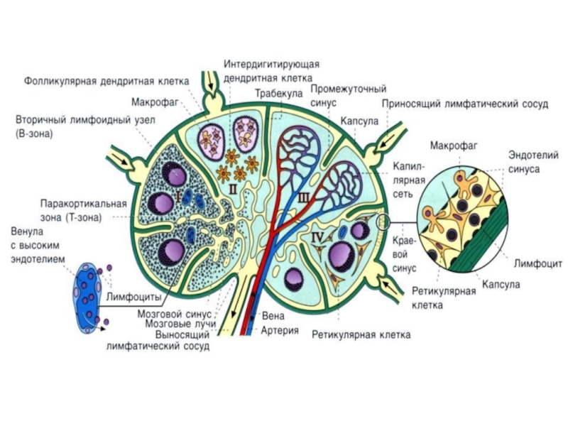 Узелки клеток. Интердигитирующие клетки лимфатического узла. Интердигитирующие клетки лимфатического узла функции. Кроветворная система гистология. Дендритные клетки в лимфатическом узле функции.