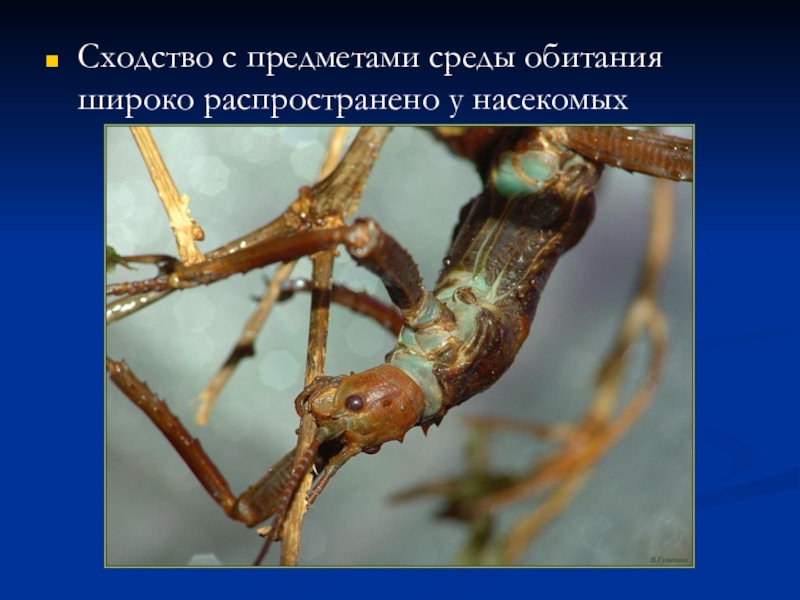 Насекомые сходства и различия. Подражательное сходство насекомых. Суставы ног в природе у насекомых. Сходство по цвету и форме с животными растениями или предметами среды. Не соответствующие вещи в среде обитания.