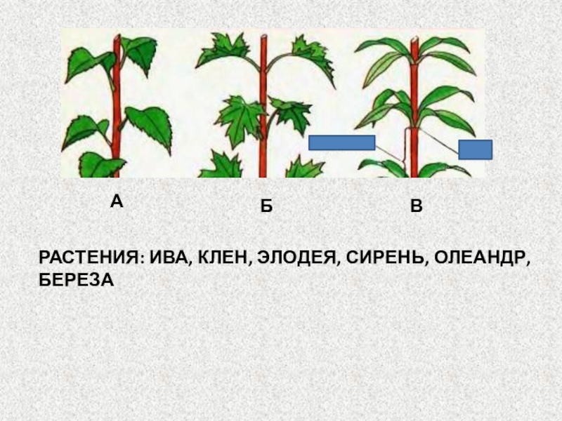 Драцена листорасположение. Поперечный срез листа олеандра обыкновенного. Жимолость листорасположение. Внешнее строение листа олеандра. Внешнее строение листа олеандра.