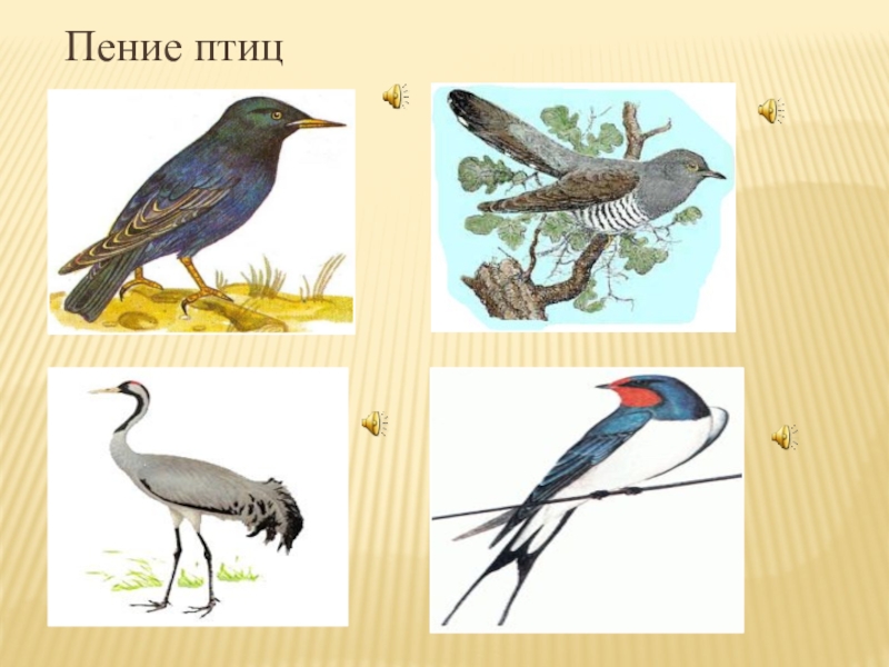 Презентация про перелетных птиц. Рисуем перелетных птиц в подготовительной группе.