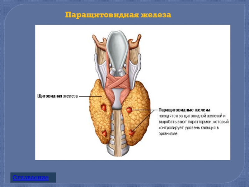 Доклад по теме Паращитовидные железы