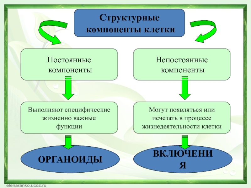 Основные структурные компоненты клетки. Постоянные и непостоянные структурные элементы клетки. Структурные компоненты клетки. Непостоянные структурные компоненты клетки. Постоянные компоненты клетки.