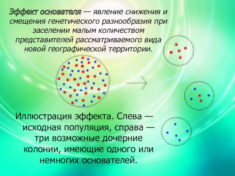 Дрейф генов презентация